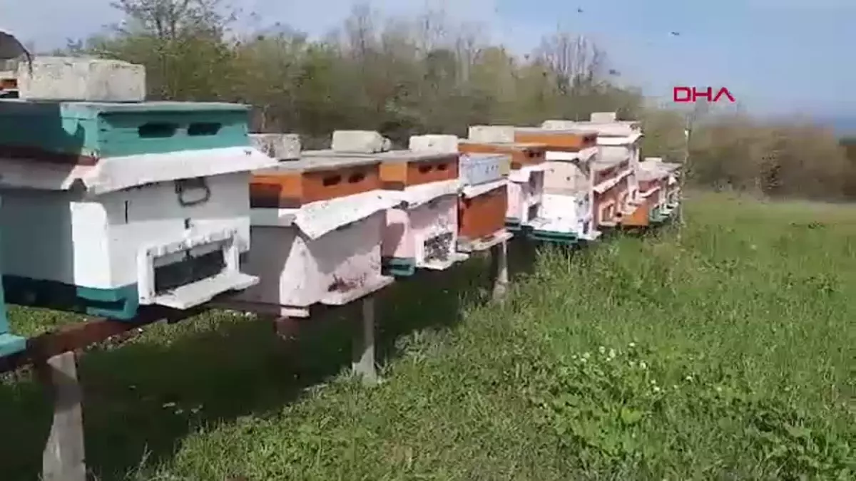 Savaş Gazisi İsmail Hodziç, Kestane Balıyla Altın Madalya Kazandı