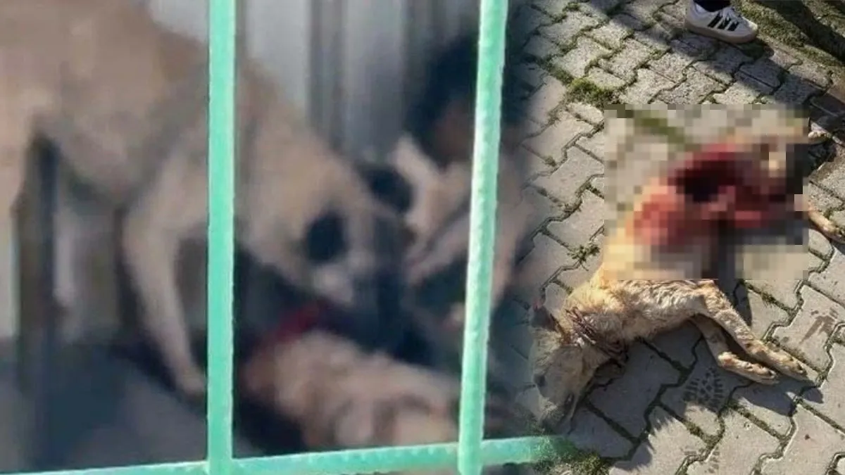 SON DAKİKA… Bursa’da aç kalan köpekler birbirini yemişti: CHP’li belediyenin barınağında kan donduran mama gerçeği!